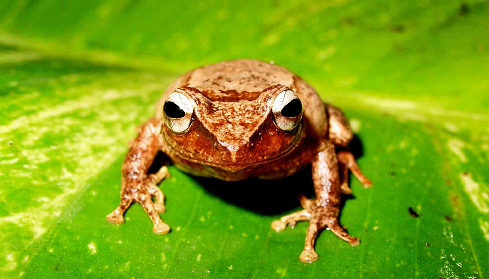 Toad Tavern coquÃ­